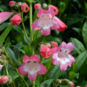 Penstemon Pensham Avon Belle